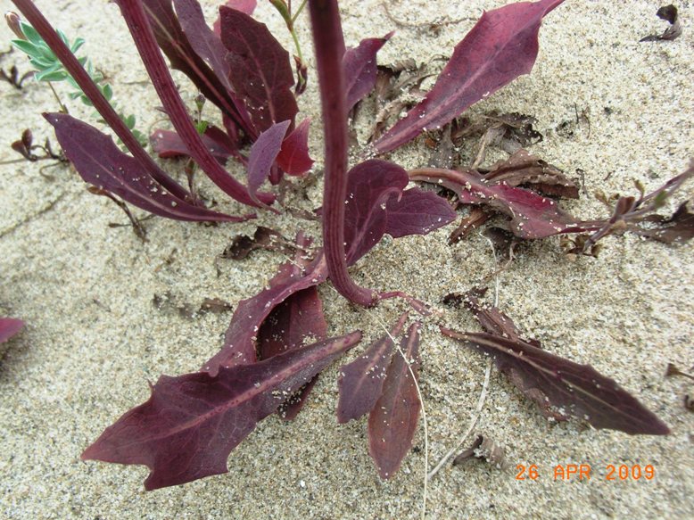 Sonchus bulbosus / Radicchiella bulbosa